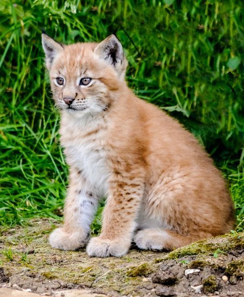 attackofthecute's tweet image. Little lynx. attackofthecute.com/on/?i=12060