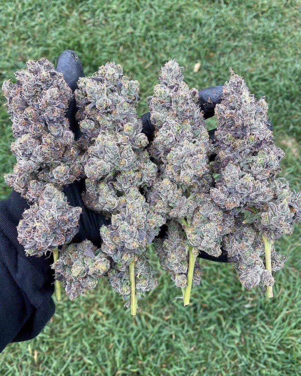 weedfact's tweet photo. 🤭 https://t.co/wTsM3tl8XQ