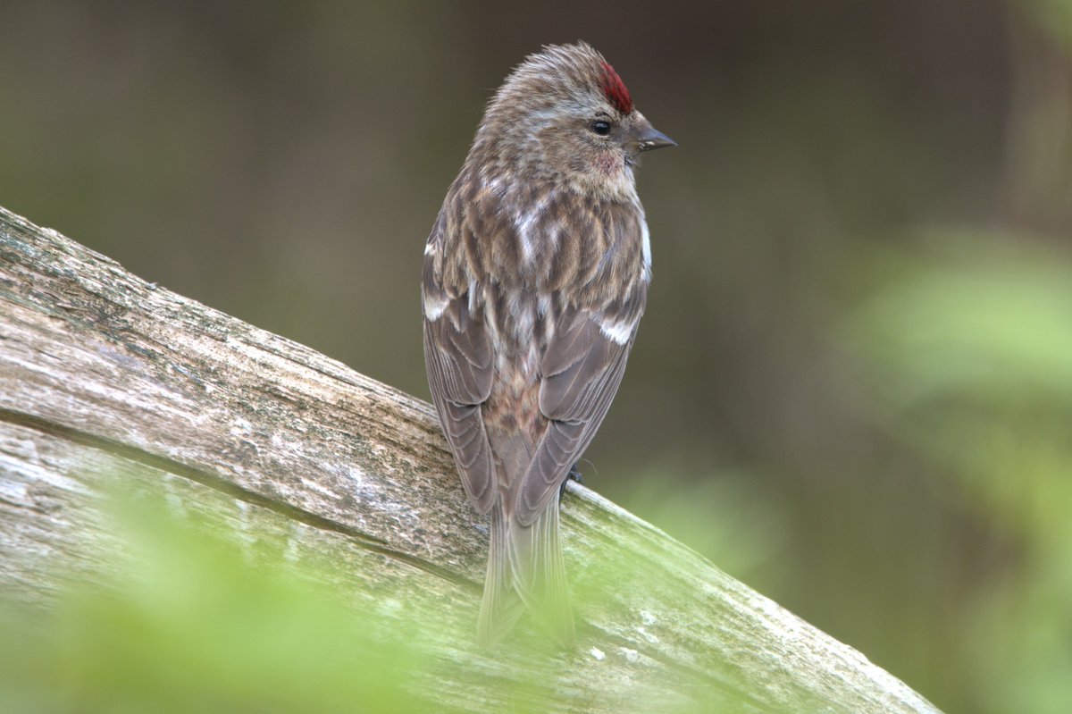 FifeForays tweet media