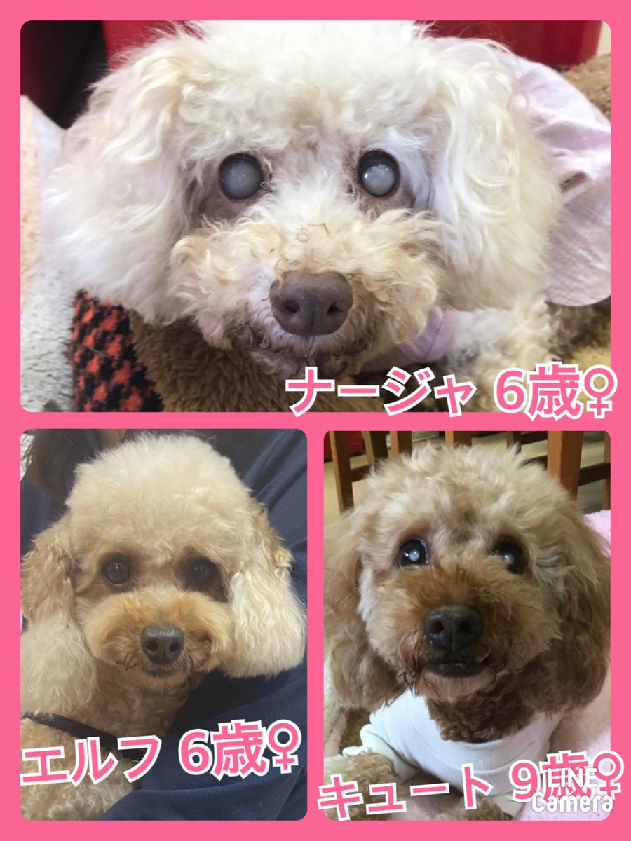 hogokencafeten1's tweet photo. 今日の里親様募集中メンバーです🐾一頭でも多くの子達が幸せになれますように✨皆さまの応援をどうぞよろしくお願い致します🙇‍♂️先住犬🐶を連れて来て相性も見れますよ🐾里親希望者様は入口スタッフに気軽にお声かけ下さいね✨譲渡には審査がございます🙇‍♂️里親希望者様は☎️06-6352-8311 土日は11時〜20時 https://t.co/BNrfoVoxZd