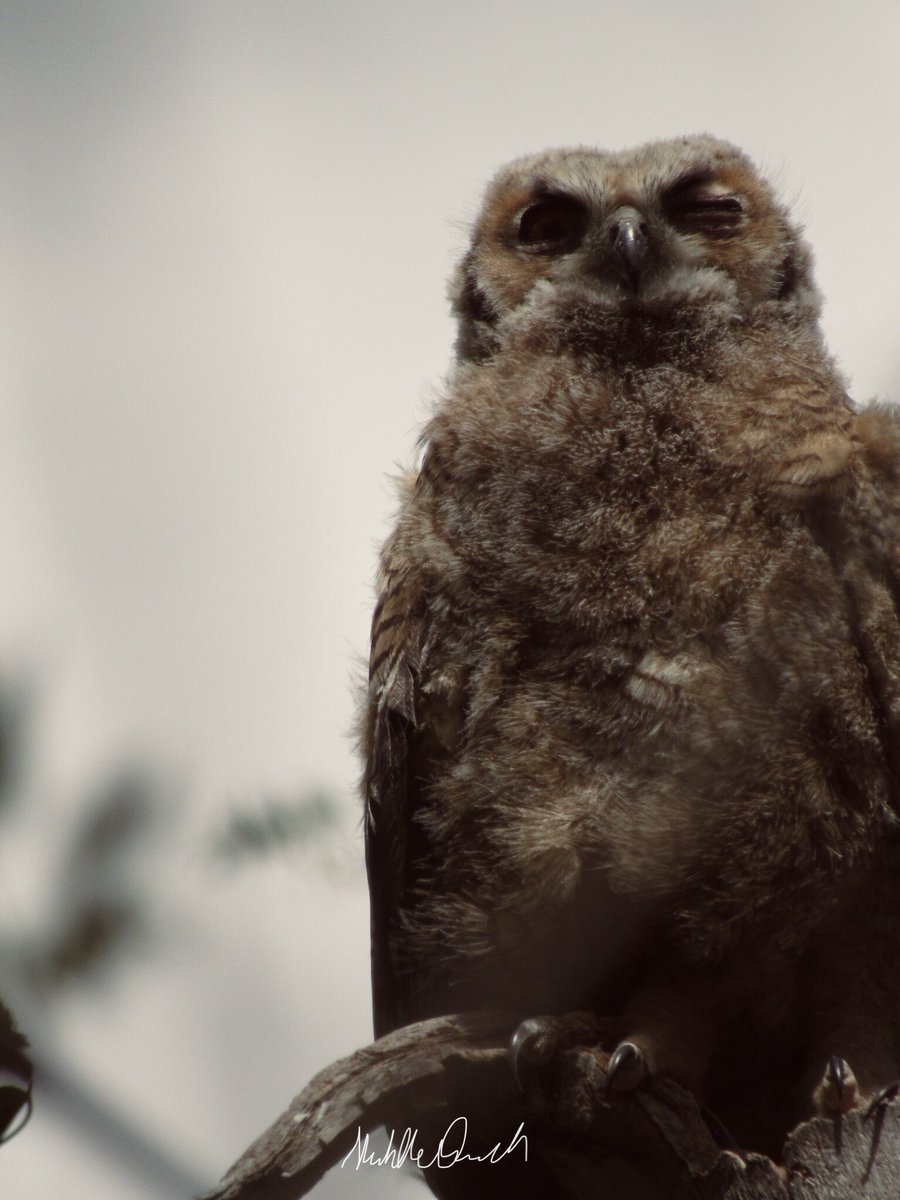 MimiDoesLife's tweet photo. @9NEWS owlets in Bear Creek been living all the new babies! https://t.co/9H7s6W9LiM