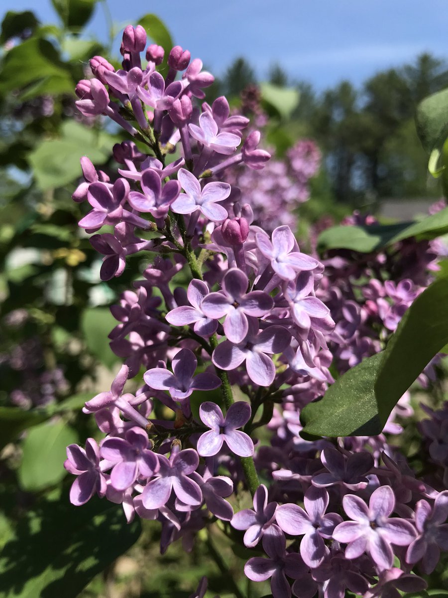 pinevalleycabin's tweet photo. Lovely lilacs #lilac #springflowers #flowers #pretty #NewHampshire https://t.co/yRoDwJ7Hox