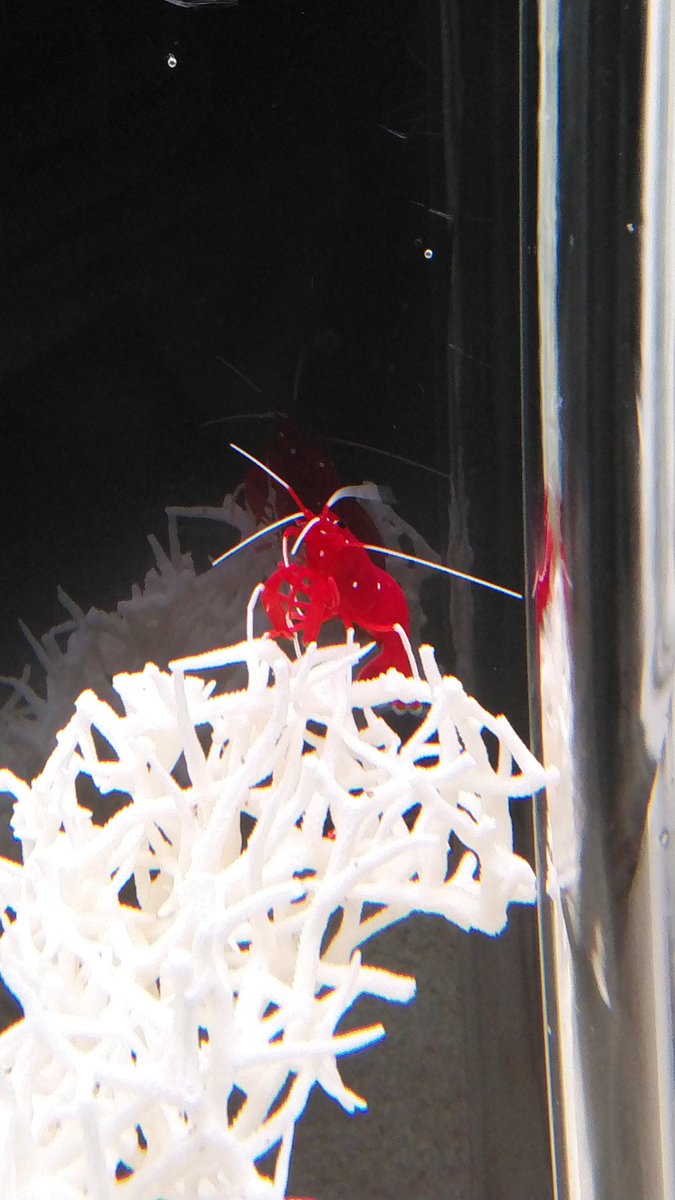 ミー Ty 生き物図鑑 ホワイトソックスシュリンプ エビ目モエビ科 学名 Lysmata Debelius 体長最大8cm 西部太平洋 インド洋に生息 白い靴下を履いているように見えることからその名が付いた 赤い体と白い脚が美しため 人気がある クマノミと混泳が ミー Ty 生き物図鑑 ホワイトソックスシュリンプ エビ目モエビ科 学名 Lysmata Debelius 体長最大8cm 西部太平洋 インド洋に生息 白い靴下を履いているように見えることからその名が付いた 赤い体と白い脚が美しため 人気がある クマノミと混泳が