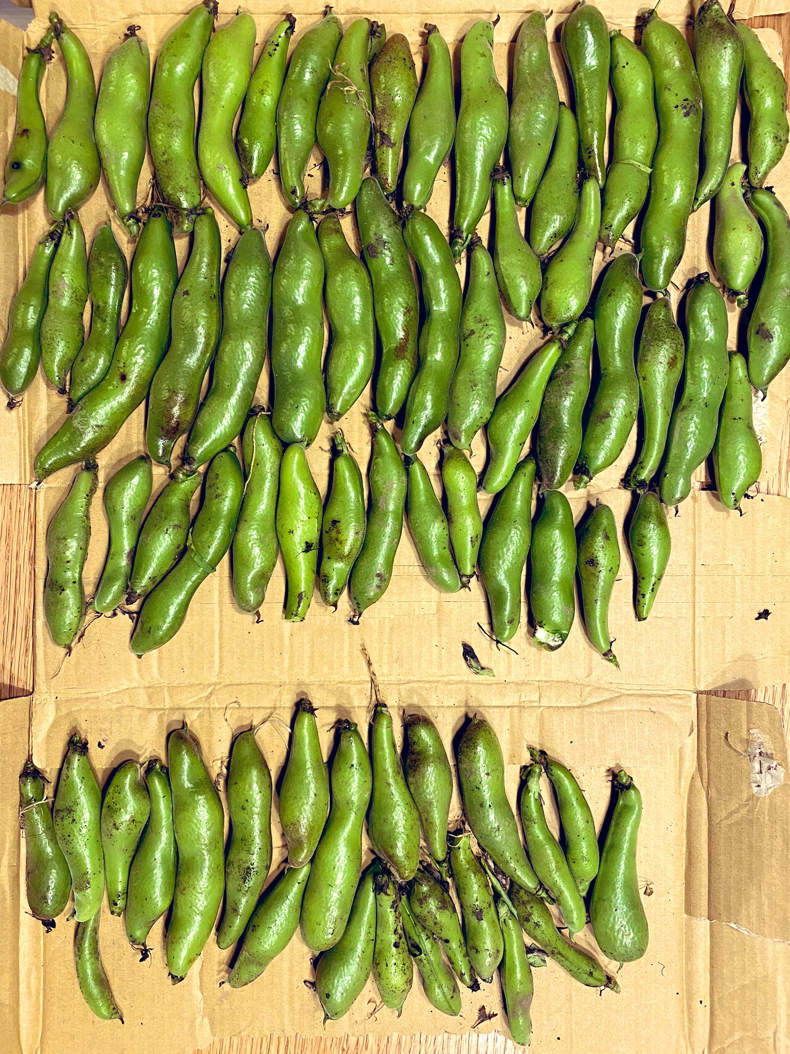 たなべじ 畑活 投資 で豊かな日々を そら豆収穫 定植から60日ハウス栽培 上のチーム 摘芯あり 1苗あたり186g 下のチーム 摘芯なし 1苗あたり110g 有意差ありそうですね 摘芯なしは まだ粘りたかったけど 湿気でカビを発生させてしまった