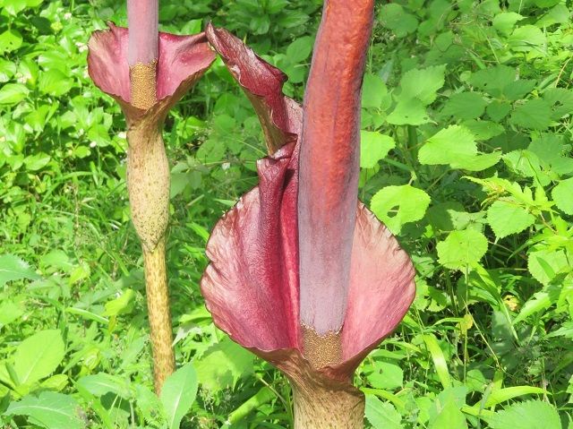 こんにゃくの花