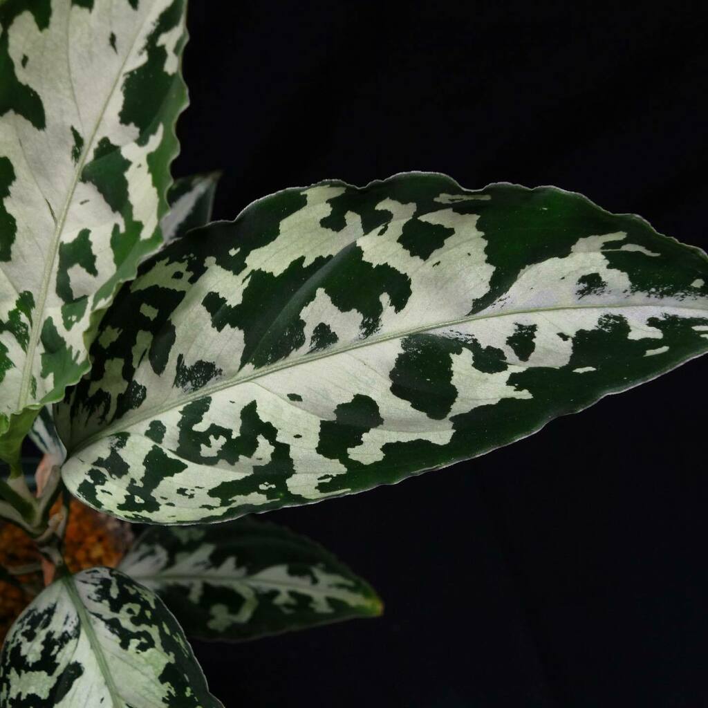 アグラオネマピクタム Star Platinum AZ0114-5 スタープラチナ