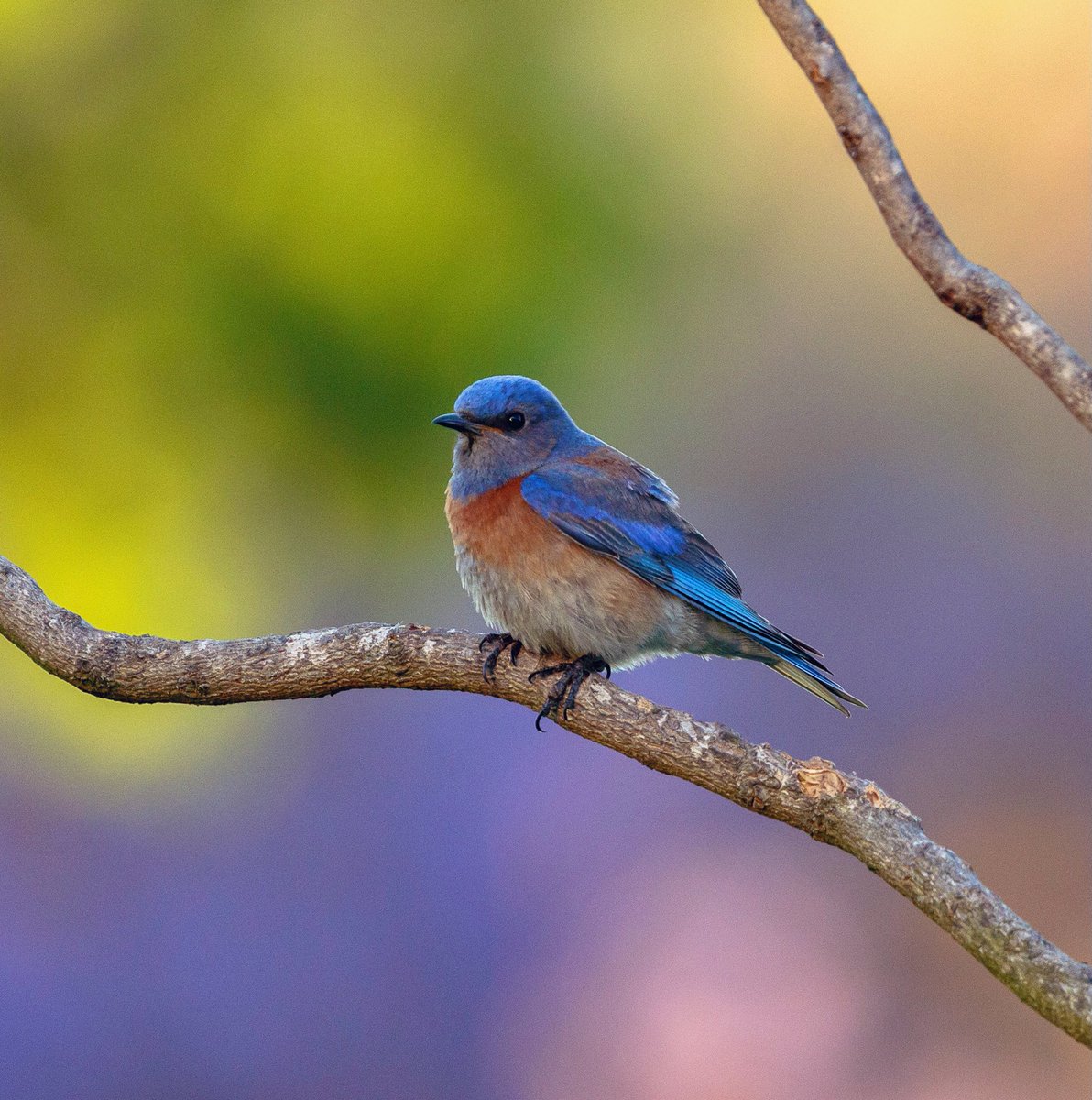 Dear birds,
Please always perch in front of blooming jacaranda trees for my photos.
Tysm.

#WesternBluebird