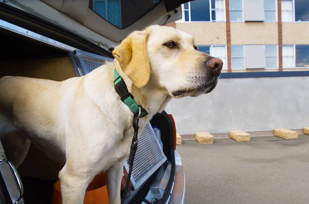 eluniversocom's tweet photo. Perros certificados como detectores de COVID-19 debutarán en una feria de Miami ► https://t.co/fi21PqQceT https://t.co/RFYeYYhE4e