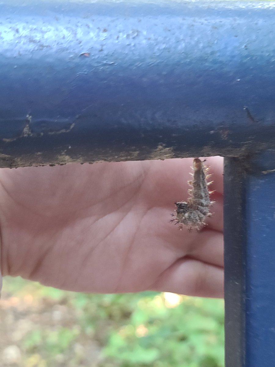 Fun find on our walk during #OutdoorClassroomDay <a href="/MECME_School/">MillbrookElem</a>