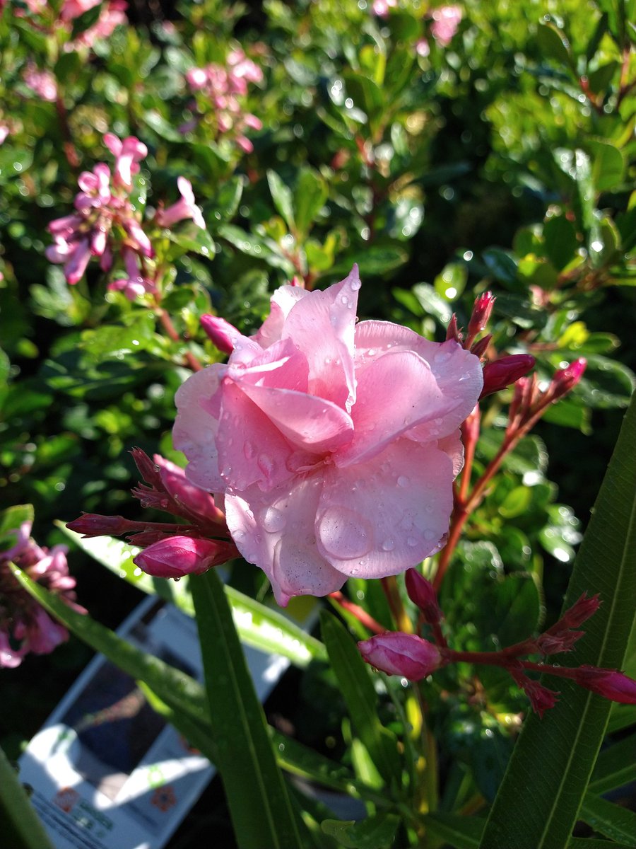 Patricia Sokoll (@patty2friend) on Twitter photo The prettiest Oleander flower I've ever seen!!! <a href="/8975/">amber spratt</a> Proud! <a href="/mfortune530/">maria fortune</a> <a href="/SM_Kim_8975/">Kim Stelzriede</a> #wateringskills The prettiest Oleander flower I've ever seen!!! <a href="/8975/">amber spratt</a> Proud! <a href="/mfortune530/">maria fortune</a> <a href="/SM_Kim_8975/">Kim Stelzriede</a> #wateringskills