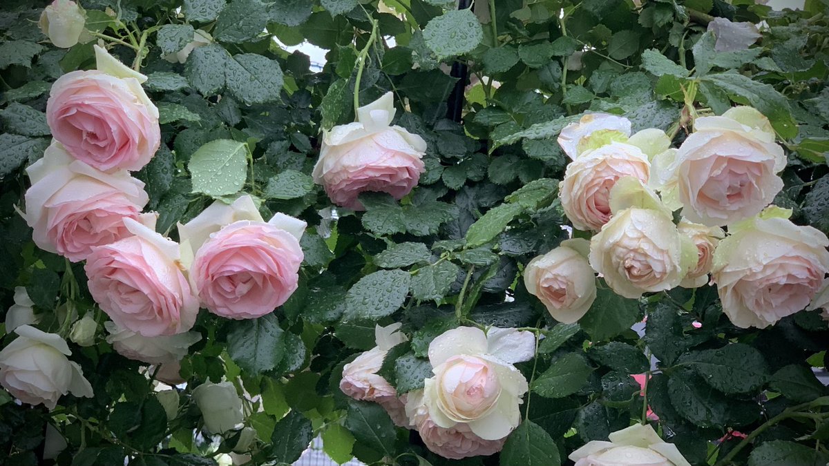 Rose Runner على تويتر おはようございます 今朝のお庭より オデュッセイア ノヴァーリス ピエールドゥロンサール リモンチェッロ 今日は用事があってバラ作業は朝が勝負だったのに結局雨で断念 これは出かけたら止むパターン リモンチェッロのしべが綺麗です バラ