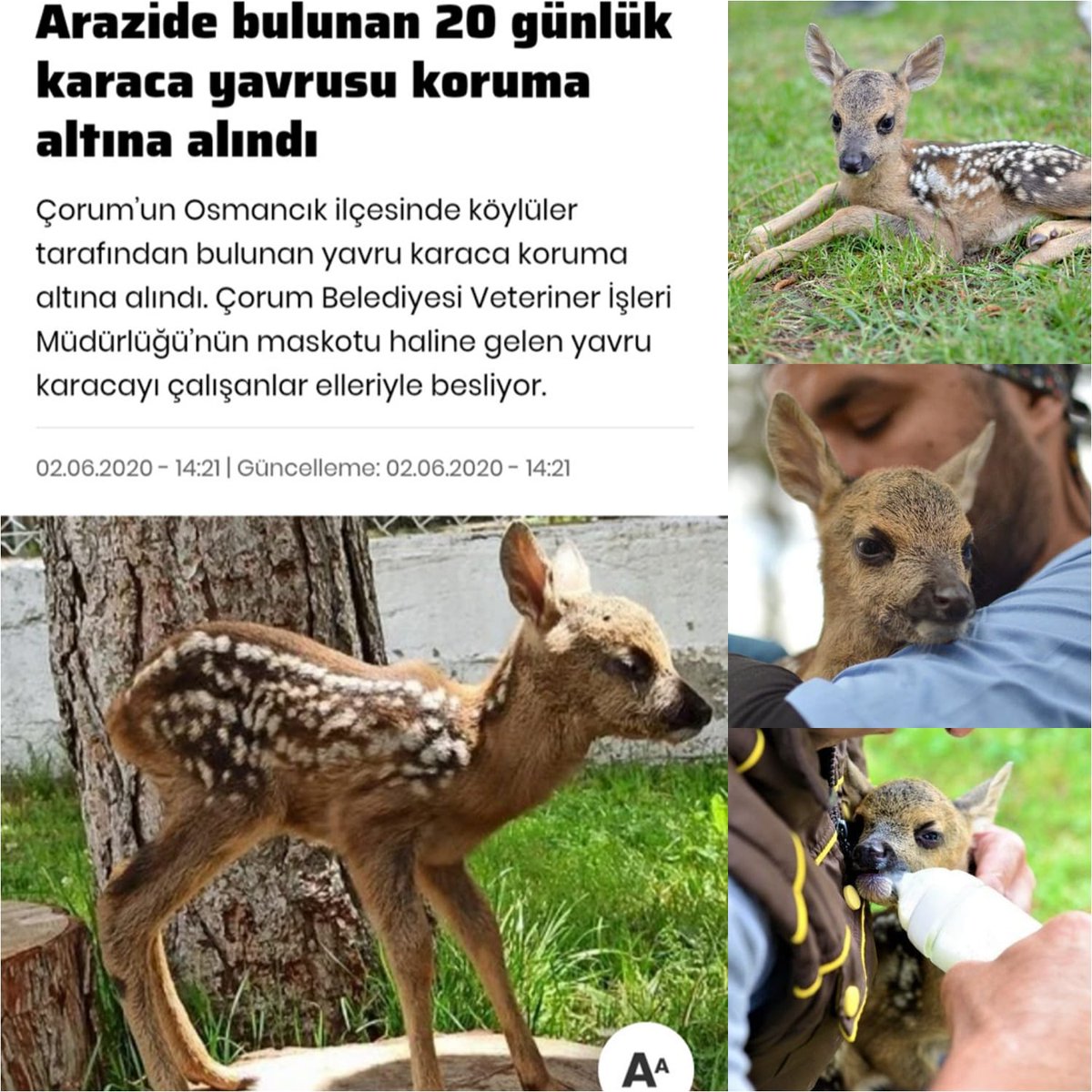 Yaban hayvanlarının yavrulama dönemi olan bahar aylarında lütfen yalnız bulduğumuz yavruları almayalım!
Anneler beslenmeden sonra  yavrusunun yanına dönüyor, onlar sadece annelerini bekliyorlar