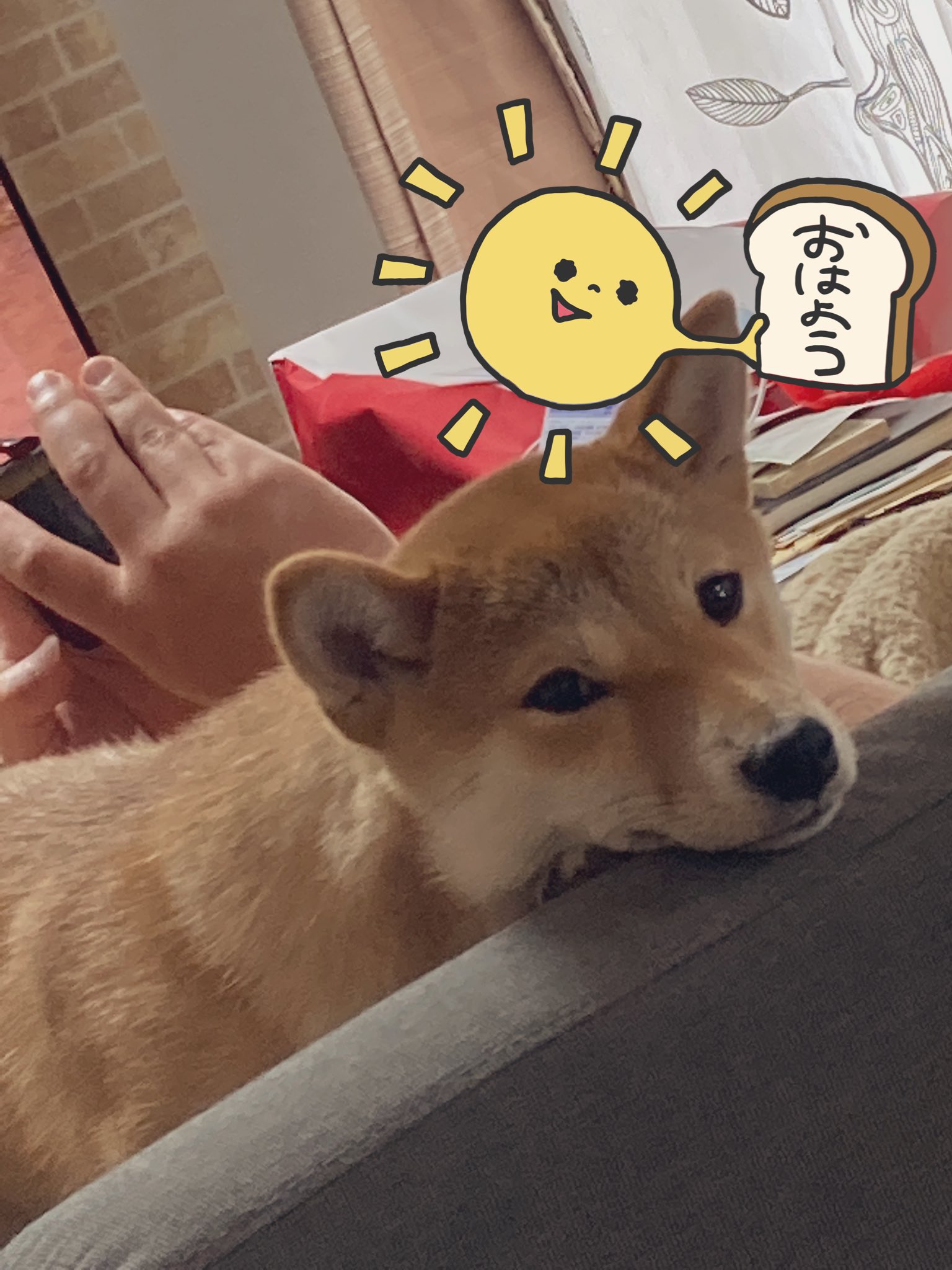 柴犬花子 Shibahana1029 Twitter