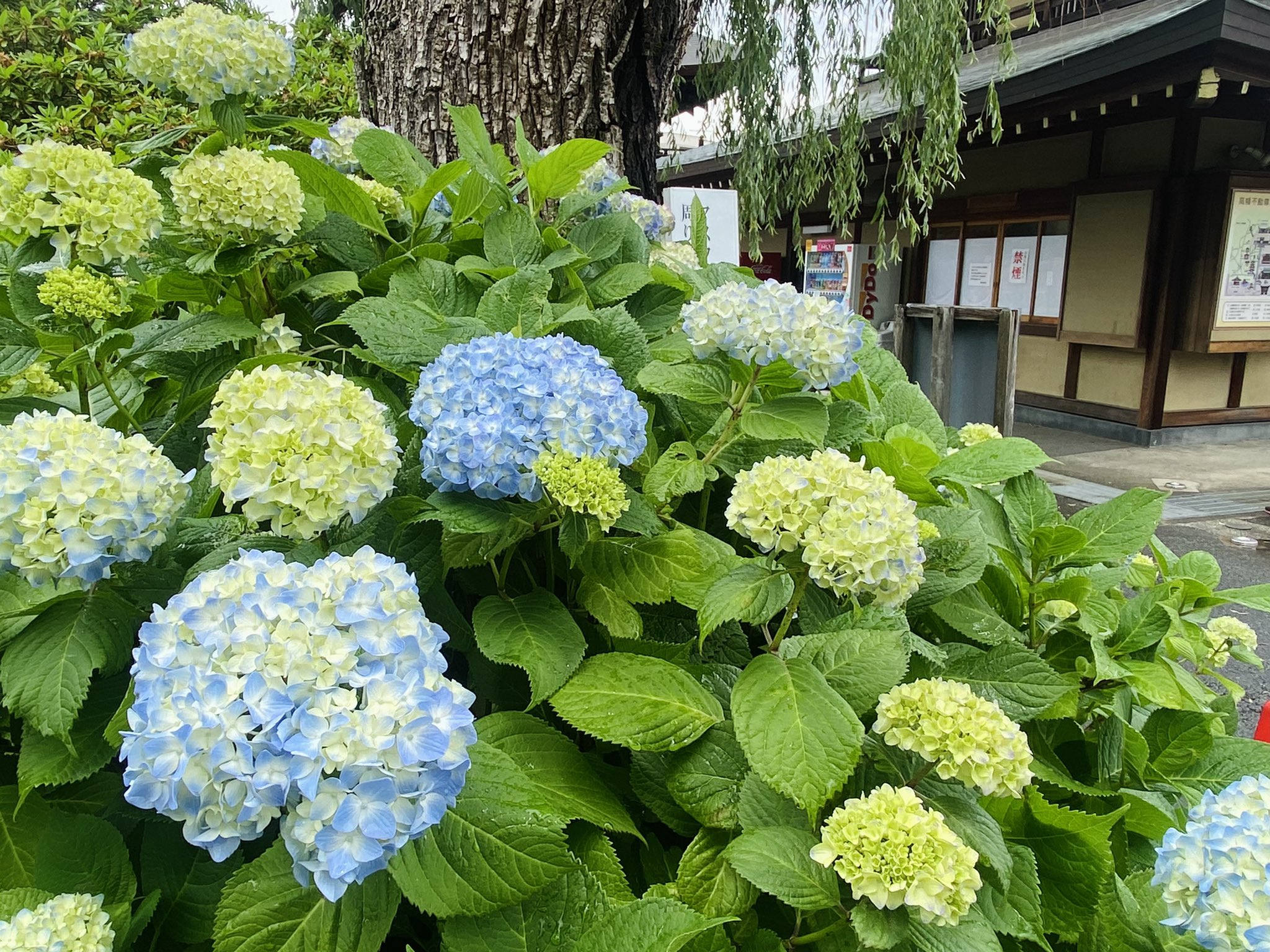 てぃーぬわーく 東京都日野市 高幡不動 のあじさいも ふっくら花を開かせ始めています 6 1から期間限定販売のあじさい雪駄ストラップ 交通安全 健康長寿の祈りを込めて丁寧にお作りしました お土産にぜひ 高幡不動 あじさい 紫陽花 てぃーぬわーく 東京都日野市 高幡不動 のあじさいも ふっくら花を開かせ始めています 6 1から期間限定販売のあじさい雪駄ストラップ 交通安全 健康長寿の祈りを込めて丁寧にお作りしました お土産にぜひ 高幡不動 あじさい 紫陽花