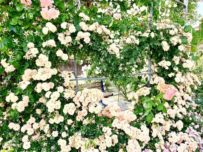 つるバラのtwitterイラスト検索結果