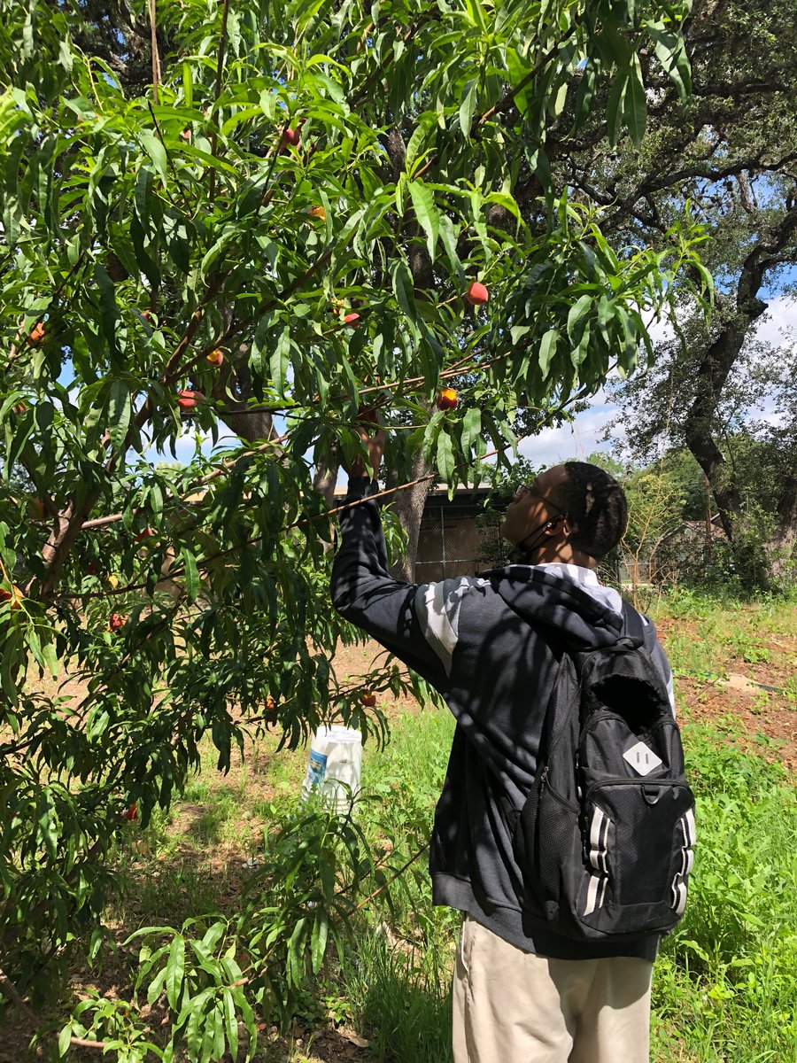 HighlandsAg's tweet photo. Highlands FFA glad to donate our first  harvest of squash/peaches to the San Antonio Food Bank
@SAISDCTE @SAISDHighlands https://t.co/F8E98qjxHt