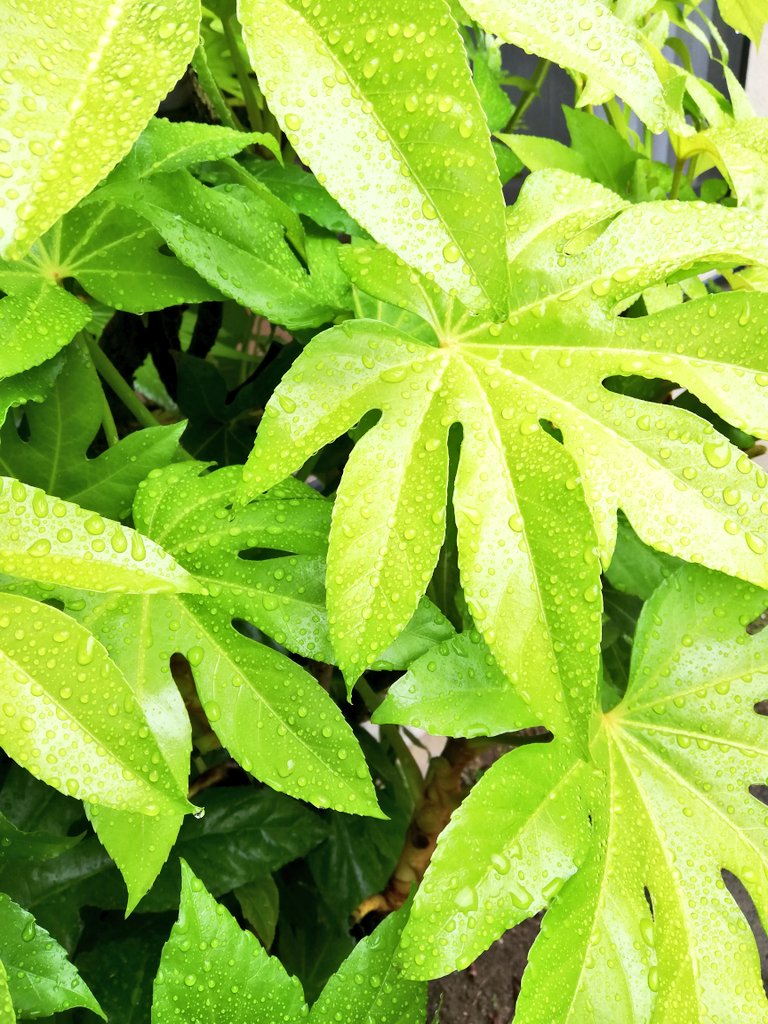 かりのすみか A Twitter ヤツデの葉が混んできたので剪定にチャレンジ 調べてみたら適期じゃないようなんだけど気にしないことにする この時期の若葉は本当にきれい 特に今日みたいに明るい雨の日は 手帳ゆる友 ほぼ日手帳 T Co Hdzuxbdkg8 Twitter