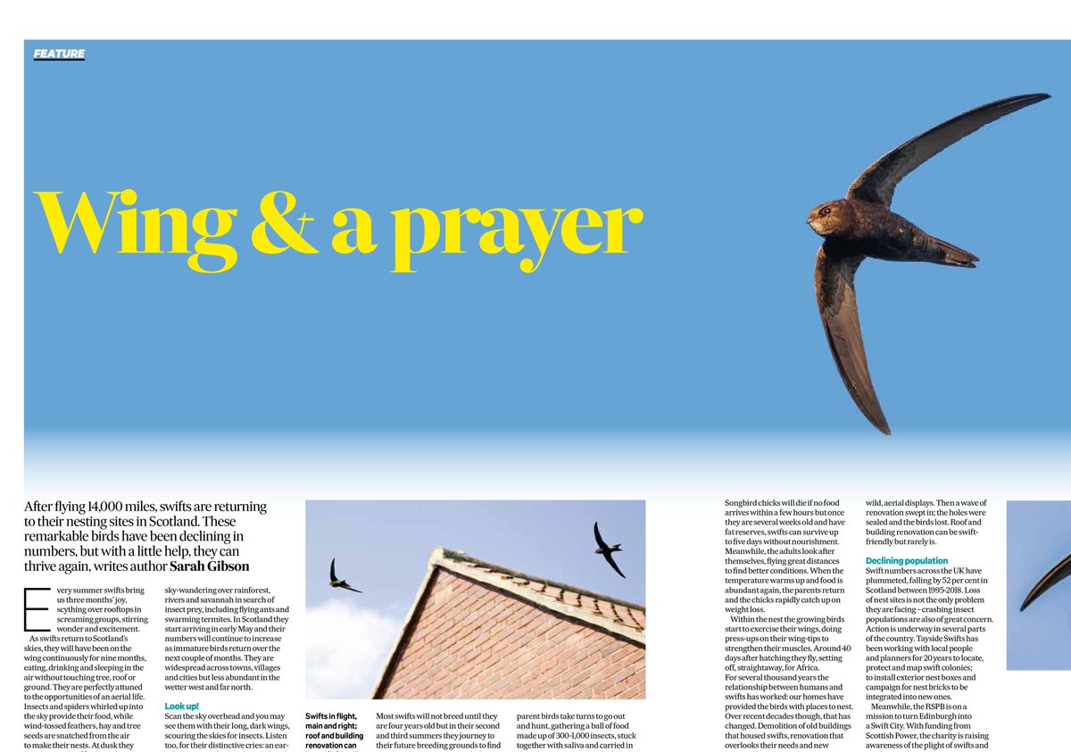 Swifts in The Scotsman: I've written this for their magazine (with fine photos by <a href="/SteB777/">Stephen Barlow</a>). Print-version only, out today.
