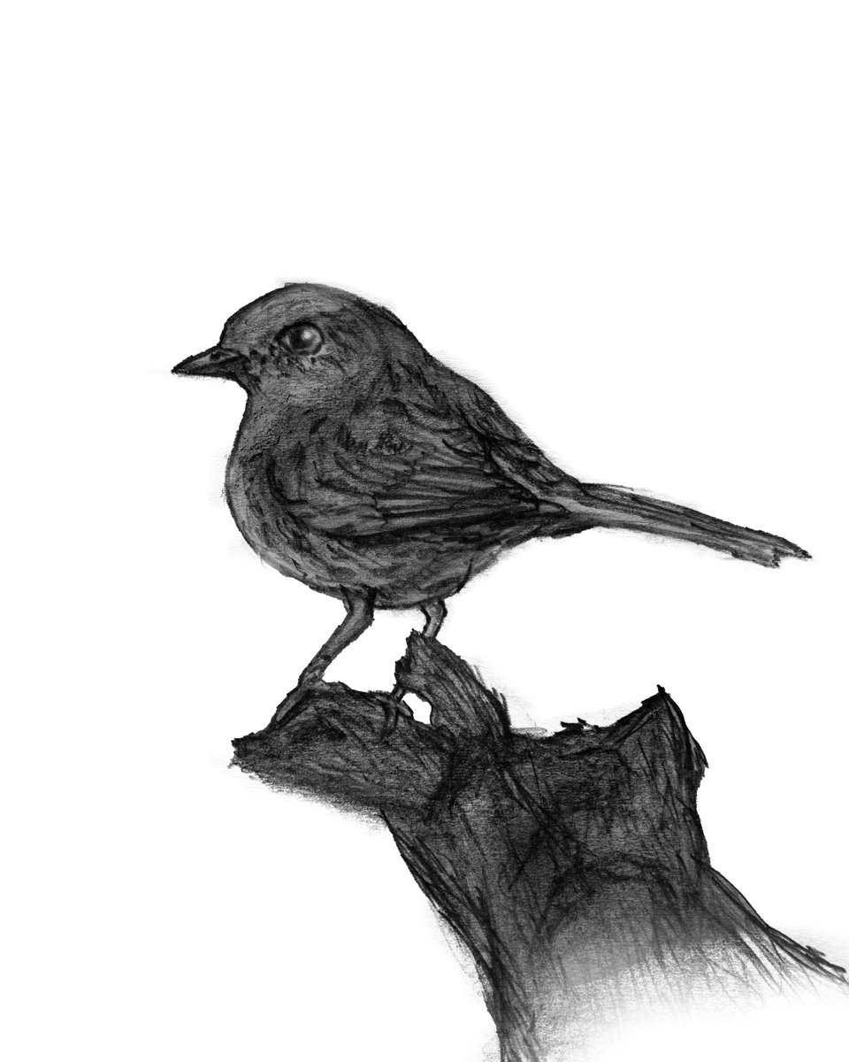 🐾 D For Dunnock
A To Z BIRDS SERIES SEASON 1
#AToZBirds #AToZBirdsSeries #sketchingdaily #traditionartwork #pencilartdrawing #sketchonpaper #drawingonpaper #birddrawing
#birdsketch #birdillustration  #birddraw #justdrawit #dunnock
#dunnocksofinstagram #dunnocks #perchingbird