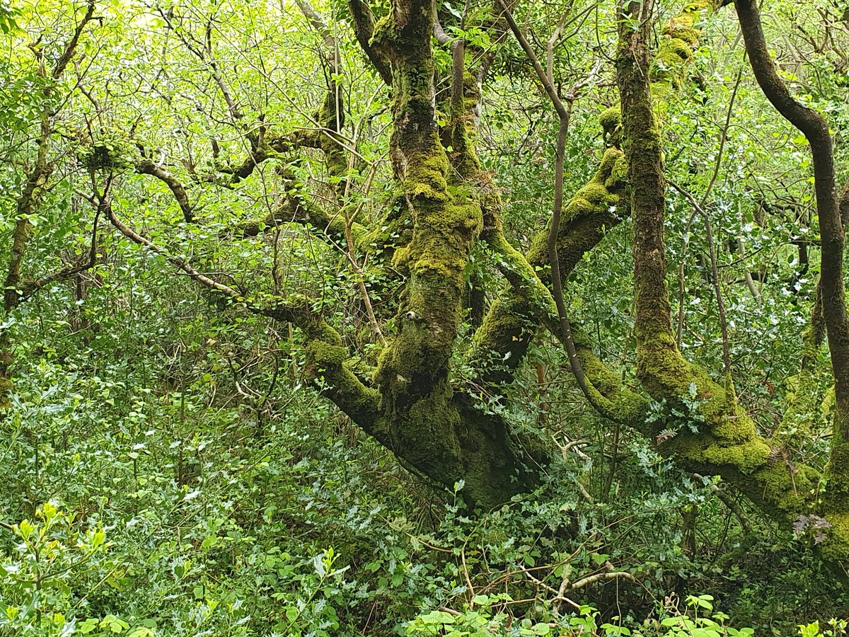 IrishRainforest's tweet photo. Once, most of Ireland would have looked like this: a vast, tangled temperate rainforest wilderness, bursting at the seams with highly diverse life.
Now there's practically zilch left, and even that is mostly kept to a trashed ecological state.
It's *high* time that changed. https://t.co/2UK2Ph9Vmk