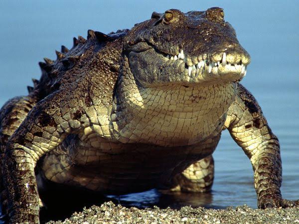 abhishek_0889's tweet photo. #CrocodileTearsModi

Who is best?

Like❤️ for 1st one
RT🔃 for 2nd one
😂😂 https://t.co/uCrqwPwBKB