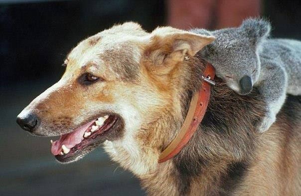 attackofthecute's tweet image. Furry friends. attackofthecute.com/on/?i=27188