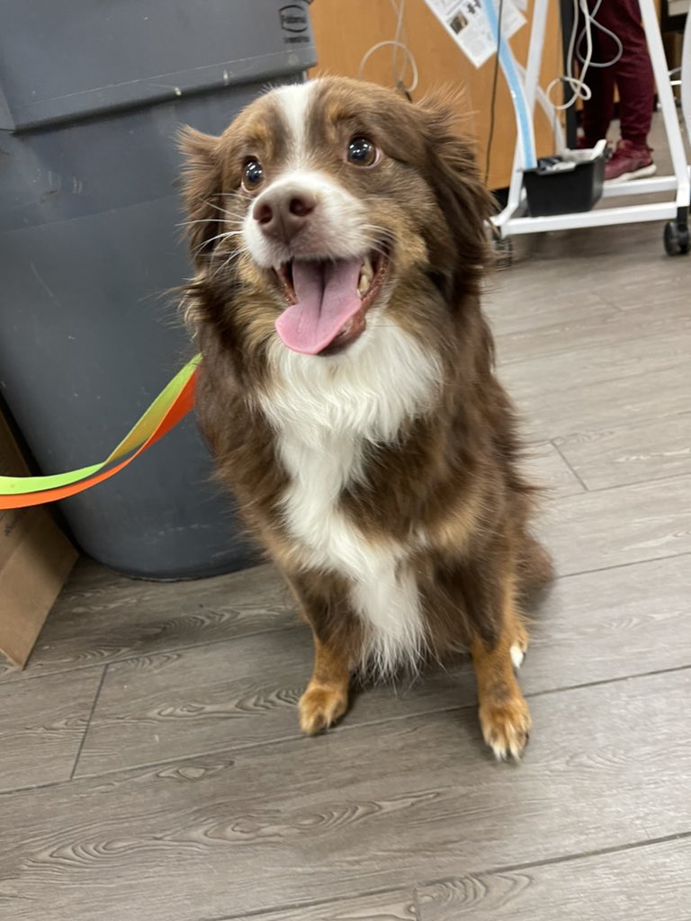 MarleeDowning's tweet photo. pups of the day https://t.co/NlpdXlxpXb