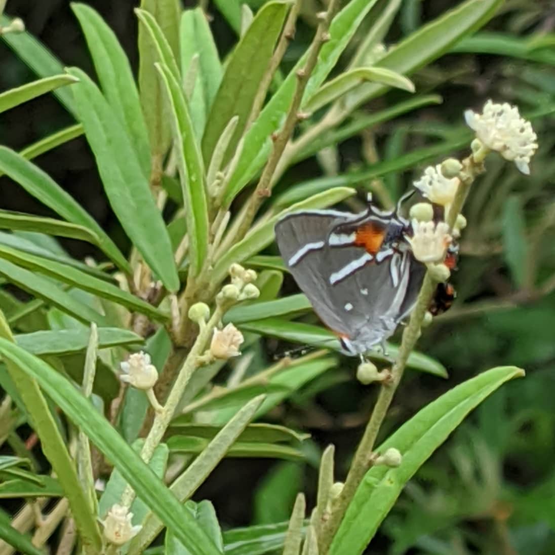 NABAMiamiBlue's tweet photo. Today is #EndangeredSpeciesDay! 
South Florida is home to several endangered &amp; imperiled #butterfly species. Butterflies depend on habitat that supports their life cycle.
Federally endangered Bartram's scrub hairstreak on its host plant, pineland croton https://t.co/gCjk9AkIxV