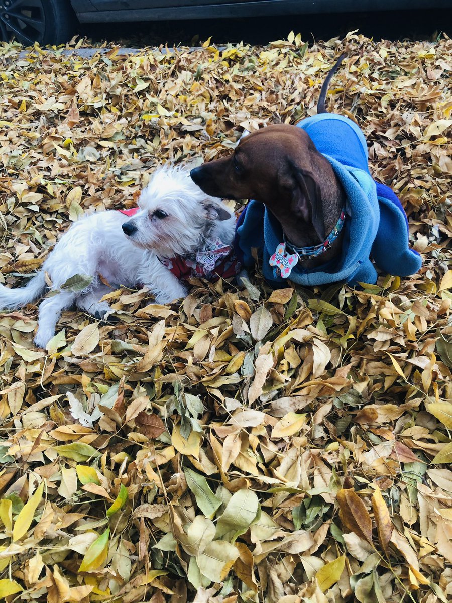Amamos el otoño 🍂🍁🍃