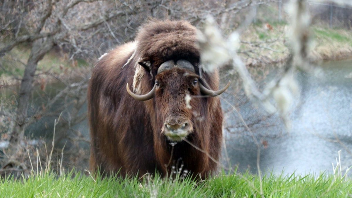 The sad reality of climate change adaptation - species ranges will shift, even in zoos: in “Warmer Minnesota Summers Lead to End of Musk Oxen at Zoo as Final Pair Is Euthanized” https://t.co/oNKegkSqdu https://t.co/Z5qcRSGc7B