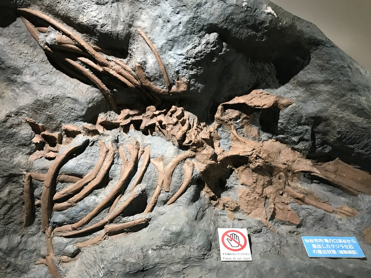 石川の奇跡 センダイの名のついたクジラ】山深い「竜の口渓谷」で1999年に発見され