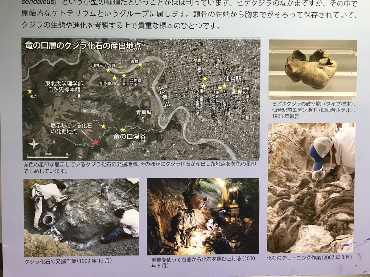 石川の奇跡 センダイの名のついたクジラ】山深い「竜の口渓谷」で1999年に発見され