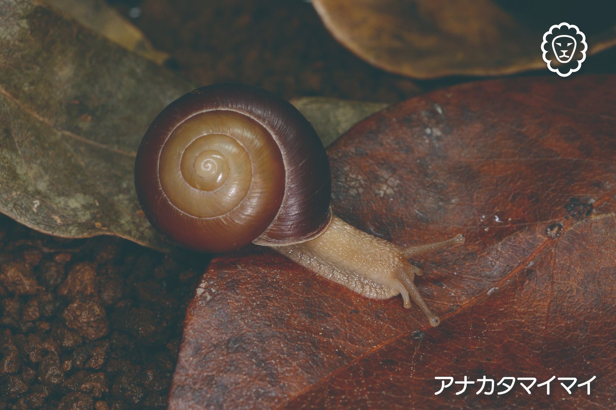 かたつむりの世界 マイマイ属 かたつむりの世界: マイマイ属 | 川名 美佐男 |本 | 通販 | Amazon