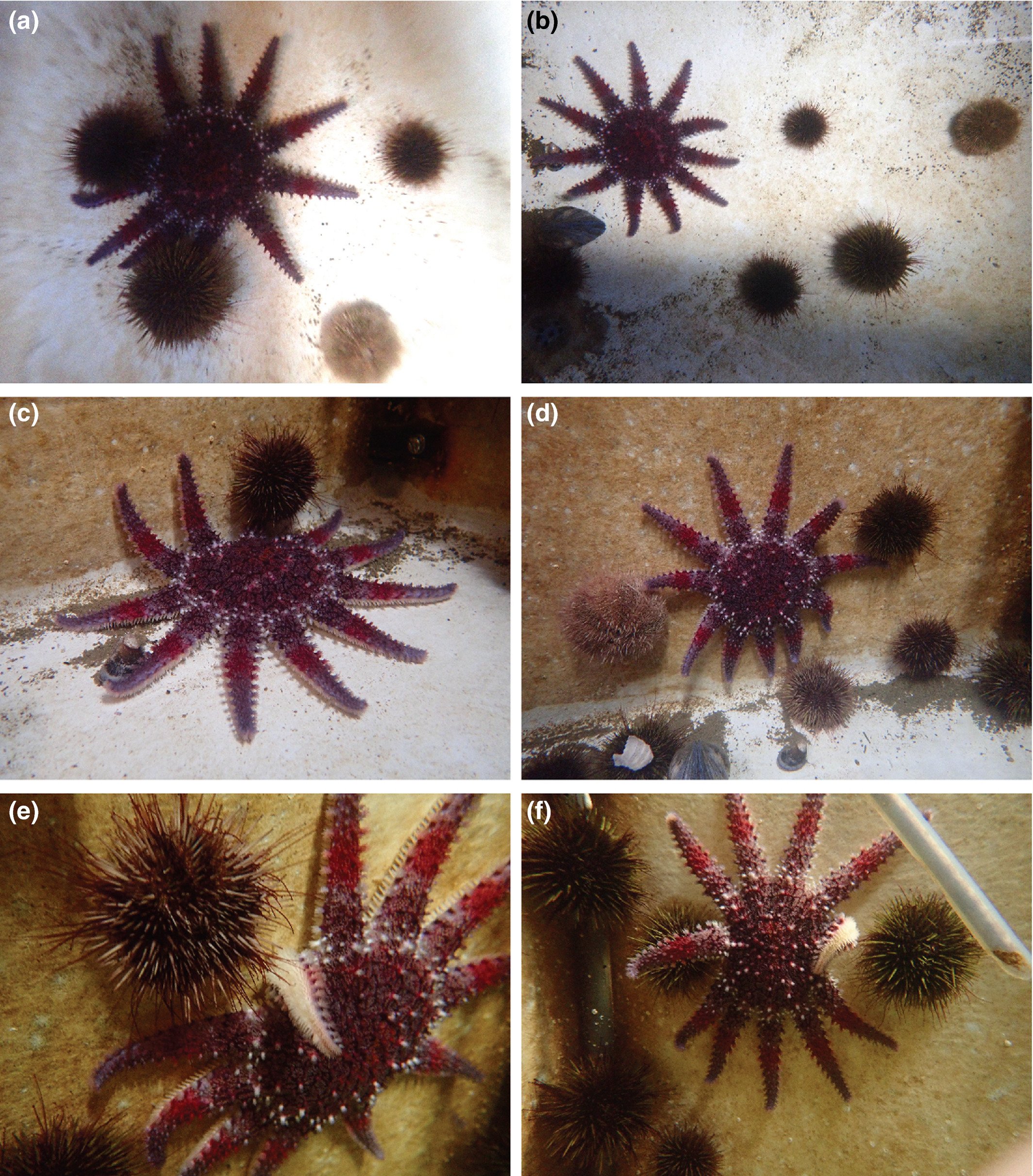 ゆきまさかずよし ウニによるヒトデの捕食 T Co Vh6dvvhlge ヒトデの足から齧って動けなくする行動を Urchin Pinning ウニ釘付けと命名 ヒトデ逃げるけど追いかける ウニの感覚器でどうやって感知してるのかわからないらしい T Co
