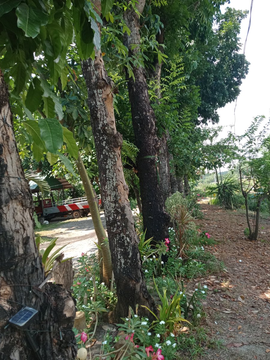 AenJudi's tweet photo. I AM PART OF THE SOLUTION

Look deep into nature, and then you will understand everything better. 
#ForNature
#BiodiversityDay
#NSTP-PSAU
#CBD https://t.co/vnQfKTB0Qk