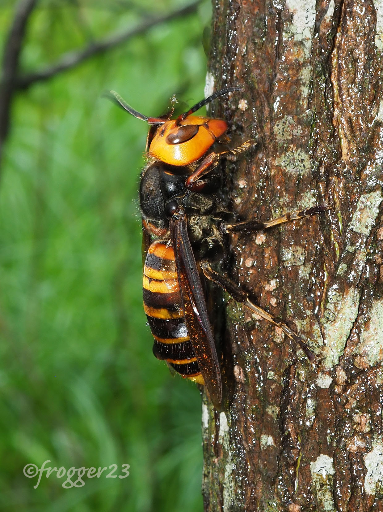 Frogger23 Auf Twitter ファインダー越しの私の世界 オオスズメバチ Gianthornet Em1ii オオスズメバチの 女王蜂が樹液を吸ってました 危険生物だけど産卵前のこんな姿はお母さんって感じ A Queen Of Giant Hornet Is Drinking Sap She Is Dangerous But L Feel