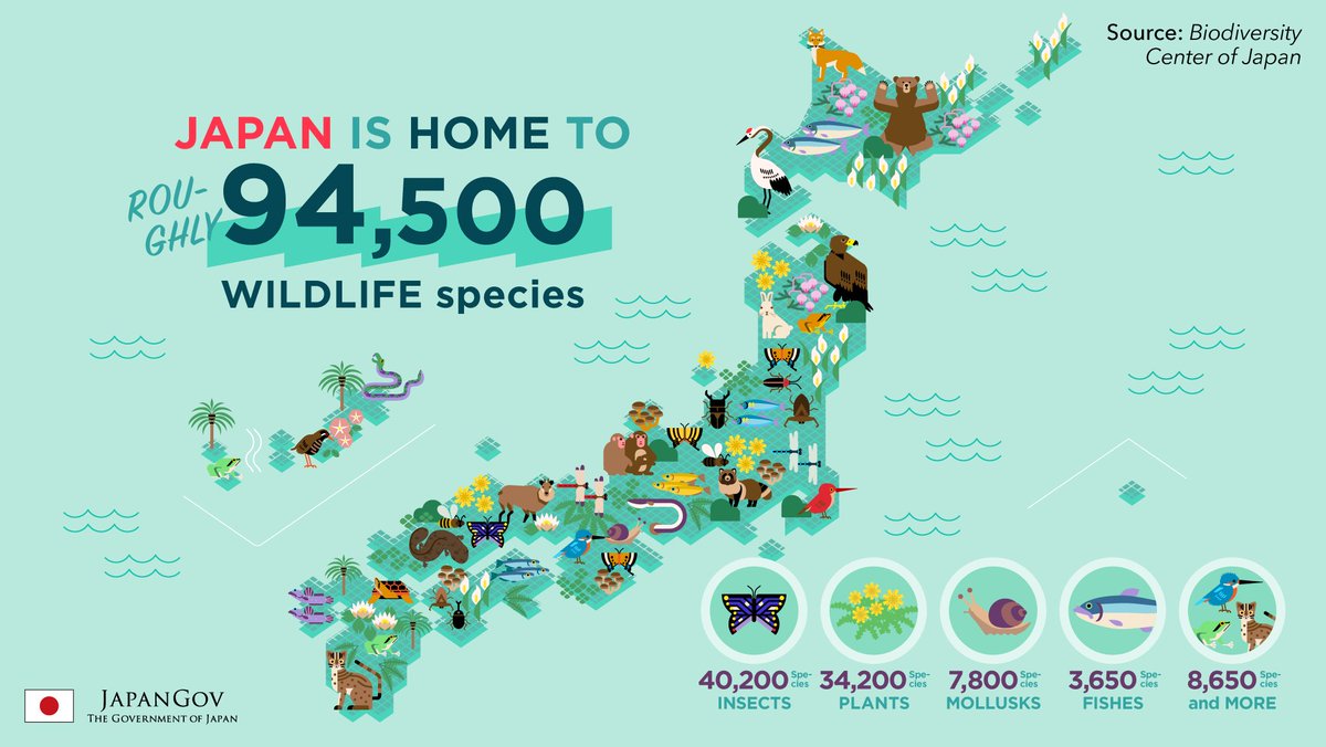 JapanGov's tweet photo. It's Int'l #BiodiversityDay! Over 37,400 wildlife species are endangered, incl. some of Japan's around 94,500 species. To help foster #HarmonyWithNature, Japan has implemented #biodiversity &amp; #bioconservation projects in 38 countries. https://t.co/g6plWFPyJ9

#GlobalGoals https://t.co/dNwCex7BzO