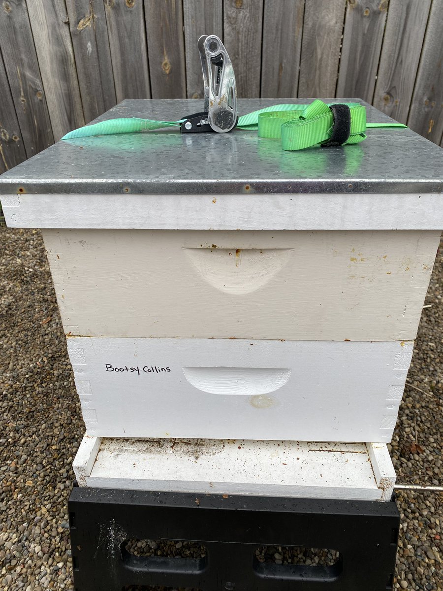 Our Beekeepers checked our hives this week &amp; we’re happy to report that both Doris Day and Bootsy Collins <a href="/Bootsy_Collins/">Bootsy Collins</a> are doing fantastic!  Keep up the good work ladies 🐝❤️
#urbansteadcheese #savethebees #urbanbees #cheesemaker #urbancheesemaker #savethepollinators