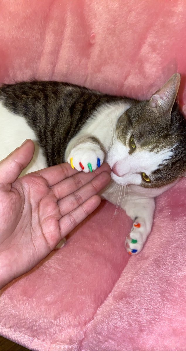 guess who got some gay pride kitty caps 😌✨