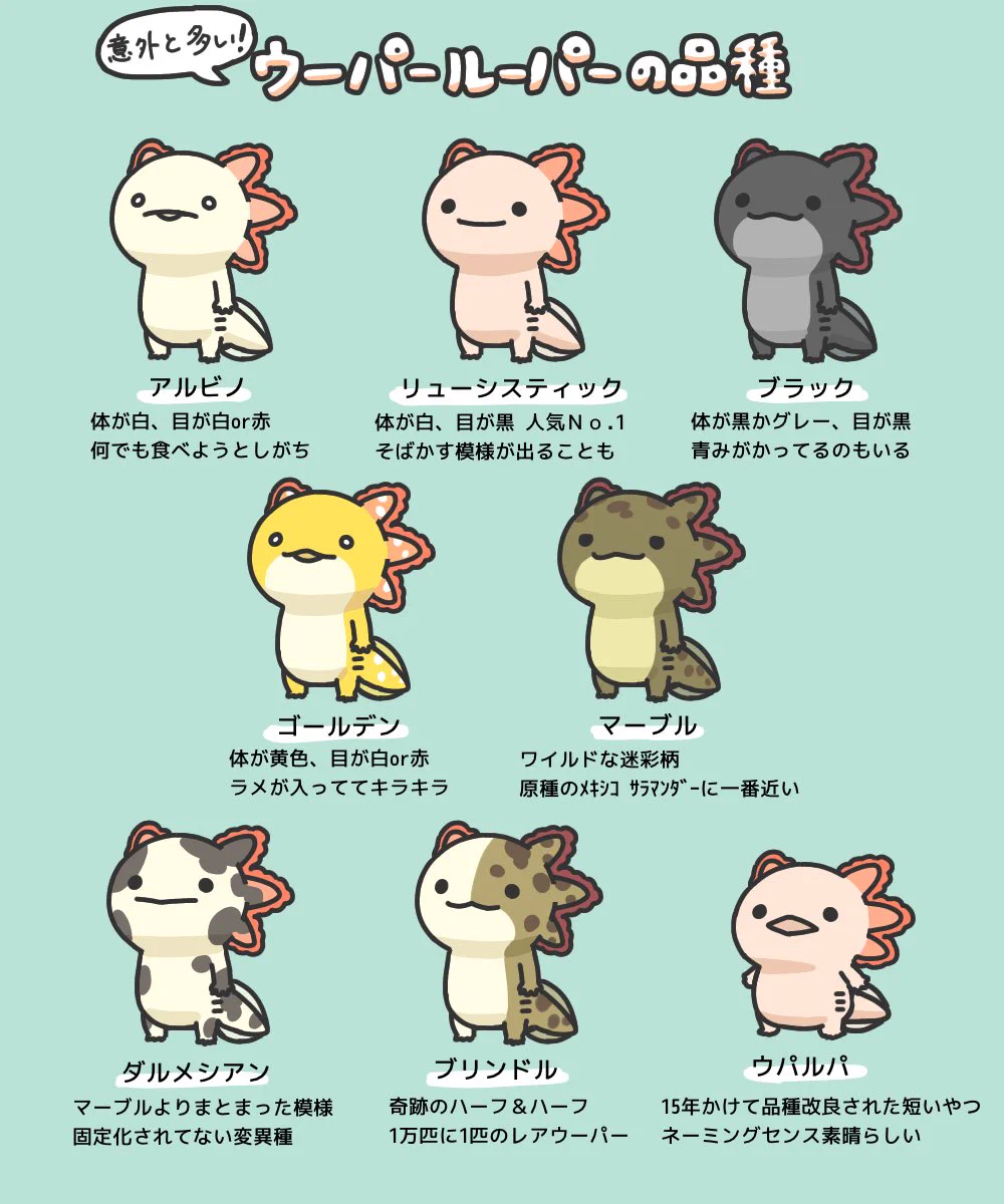 実は意外と多い？ウーパールーパーの品種まとめ！