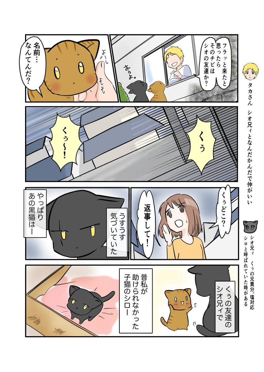 #スパダリにゃんこ 
#くぅの日常 第77話 
別離

スーパーダーリンにゃんこのくぅと飼い主しずくの日常マンガ。

しずくの家を出たくぅとシオ兄貴。
くぅの不在に気がついたしずくは…。

#創作マンガ #マンガが読めるハッシュタグ 