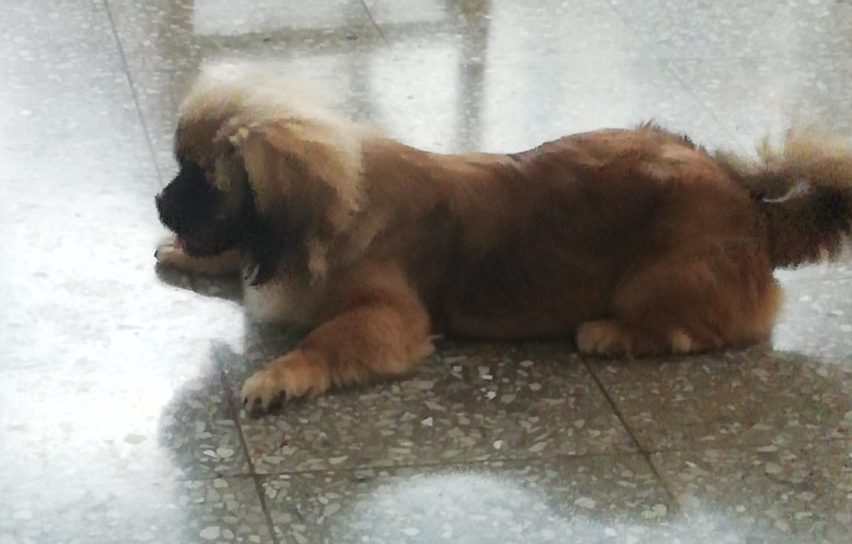 dacosta578855's tweet photo. #ConUnTweetYo a jugar con Dobby.
#Cuba
@DeZurdaTeam https://t.co/F89Z1Q24e8