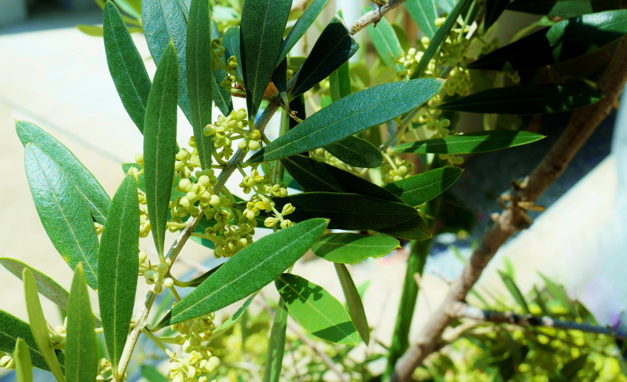 花 平和の象徴とされている オリーブ の枝をくわえた鳩 1949年 パリで開かれた国際平和擁護会議で ピカソによる鳩のポスターが作られ 鳩 平和の象徴 のイメージが世界に広まった 今日の誕生花 オリーブ 花言葉 平和 今年のgwに見かけた