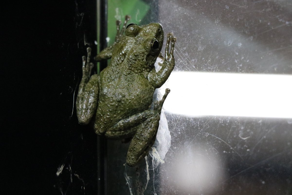 上野動物園 公式 على تويتر 5月22日は 国際生物多様性の日 カジカガエル は日本の山間部の渓流やその周辺の森林に生息しています フィフィフィフィフィーと美しい声で鳴くカエルです 上野動物園教育普及課長 東京都立動物園 水族園 上野動物園 公式 على تويتر 5月22日は 国際生物多様性の日 カジカガエル は日本の山間部の渓流やその周辺の森林に生息しています フィフィフィフィフィーと美しい声で鳴くカエルです 上野動物園教育普及課長 東京都立動物園 水族園