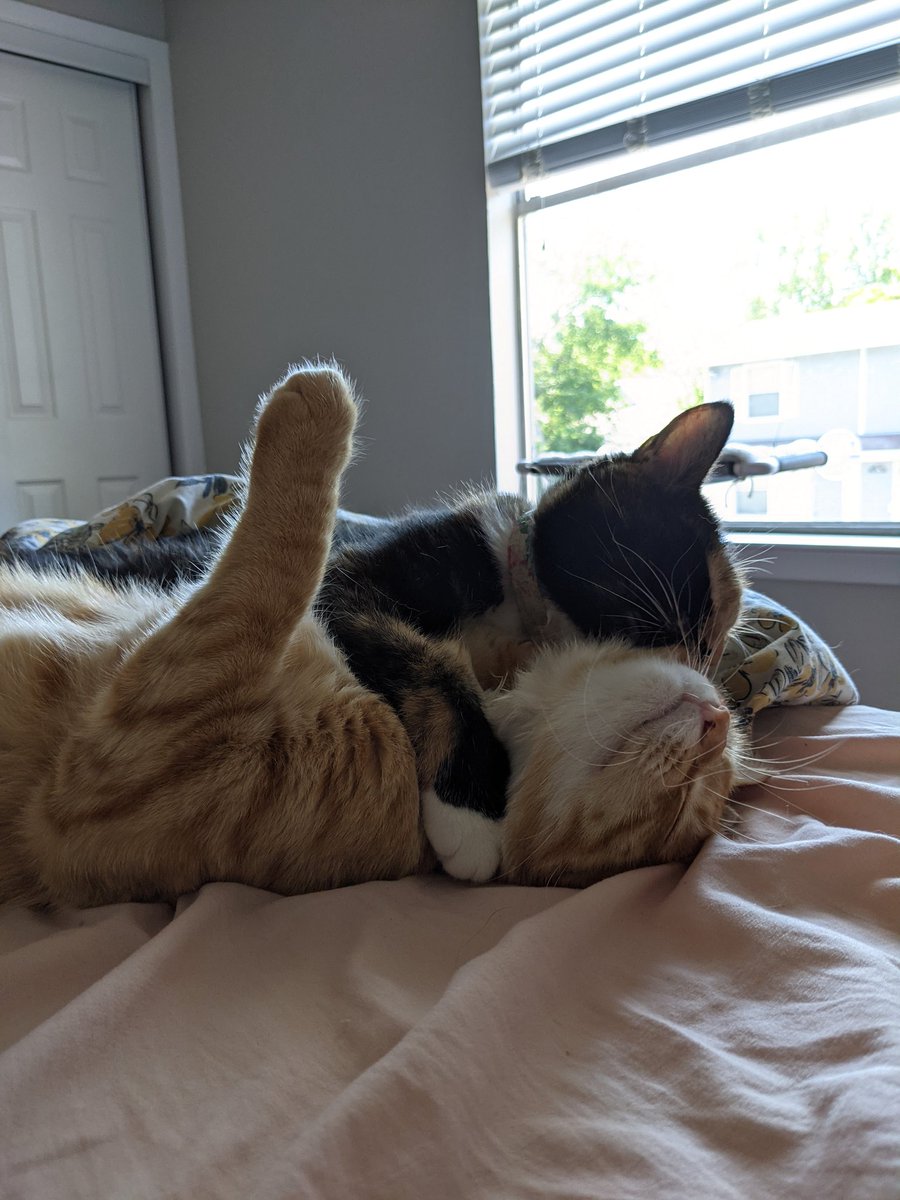 ohmisslyss's tweet photo. hey look at my fucking cats laying on things https://t.co/wI0m1Q7oro