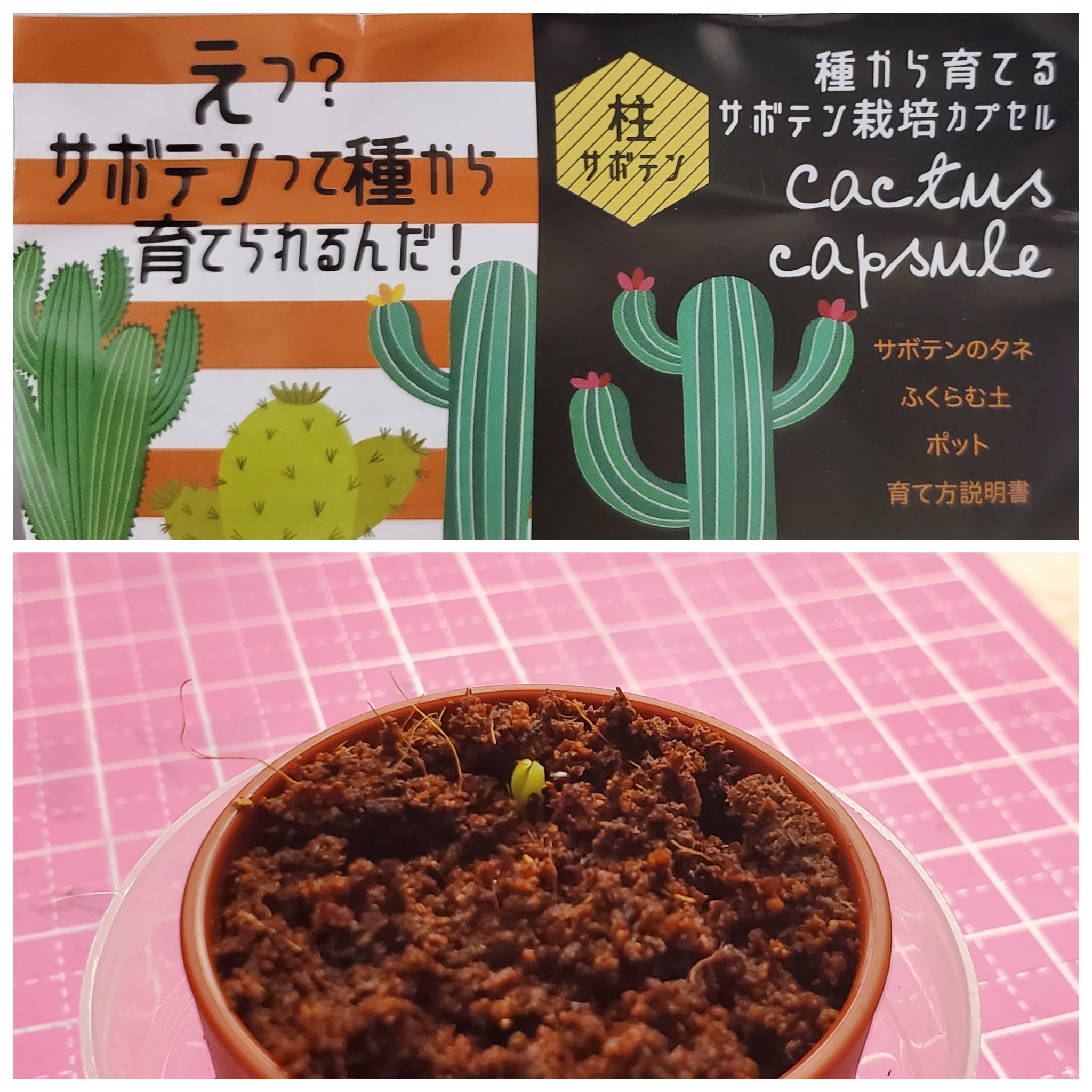 ばー Ver Ki きたがわ 植えて一週間ほどで発芽 種から育てるサボテン栽培カプセル T Co Nallwblond Twitter