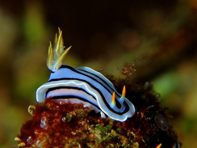 SAAMBR (@saambr) on Twitter photo Happy #BiodiversityDay2021. South Africa is home to over 13 000 marine species, many of which are found nowhere else in the world. A privilege and a responsibility. Their future is in our hands. #oceanoptimism #ocean #biodiversity <a href="/2OceansAquarium/">Two Oceans Aquarium</a> <a href="/saveourseas/">Save Our Seas</a> <a href="/DyerICT/">Dyer Island Cons. Tr</a> Happy #BiodiversityDay2021. South Africa is home to over 13 000 marine species, many of which are found nowhere else in the world. A privilege and a responsibility. Their future is in our hands. #oceanoptimism #ocean #biodiversity <a href="/2OceansAquarium/">Two Oceans Aquarium</a> <a href="/saveourseas/">Save Our Seas</a> <a href="/DyerICT/">Dyer Island Cons. Tr</a>