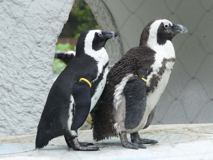 上野動物園 公式 さん がハッシュタグ ケープペンギン をつけたツイート一覧 1 Whotwi グラフィカルtwitter分析
