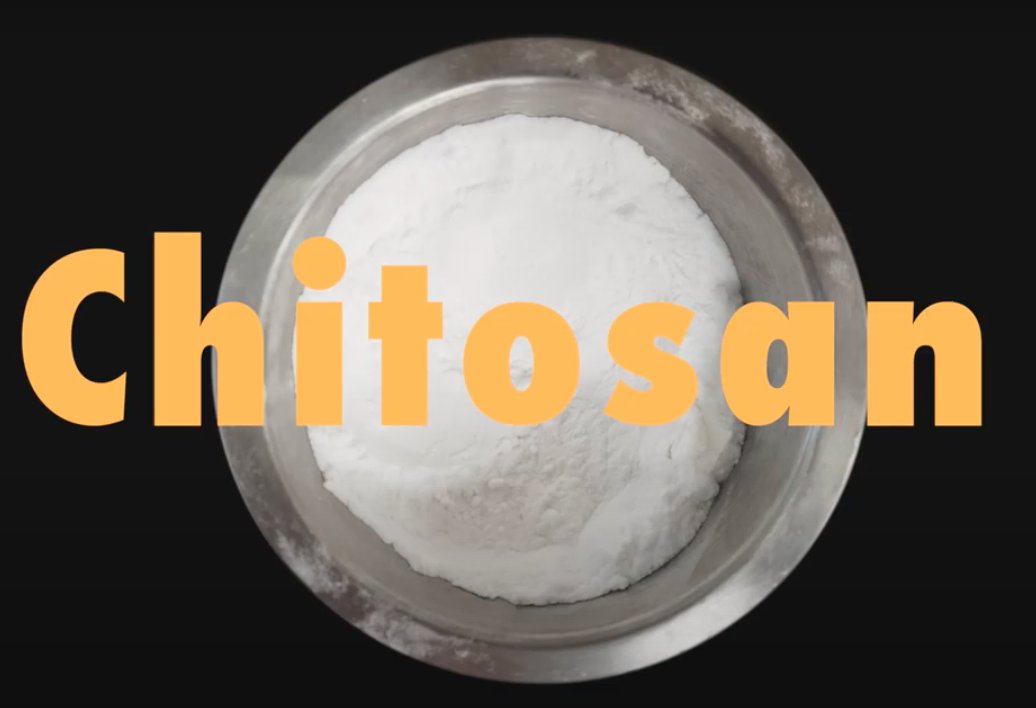 What to do about this waste stream? Traditionally shrimp shells have been used as a rudimentary fertiliser, but since the 1970s attention has been focused on producing chitosan from shrimp shells. Chitosan has been called “the greatest biomaterial on earth” (3/9)