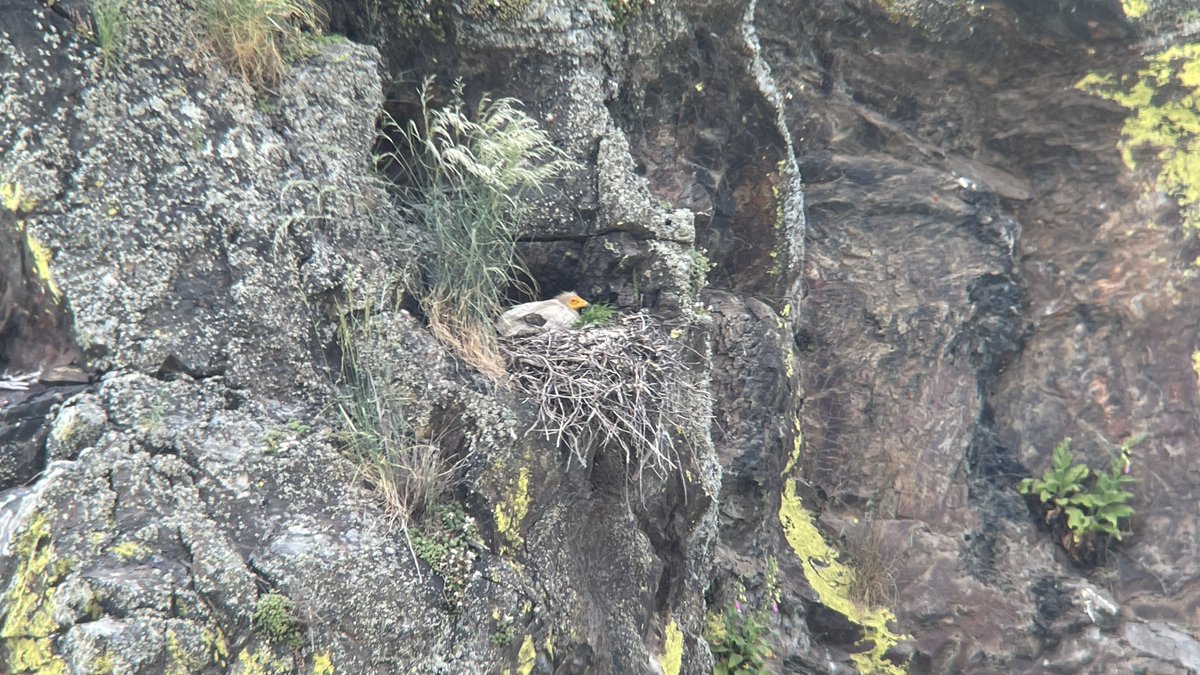ViendoVerde's tweet photo. Parque Nacional de Monfragüe, ¿especie? https://t.co/yGUcdk1Gga